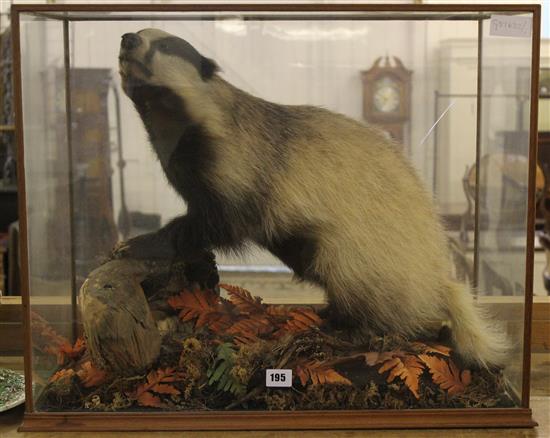 Taxidermy badger